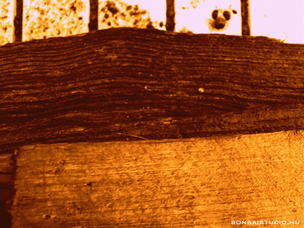 marczika bonsai kerteszet erd hungary bonsai studio